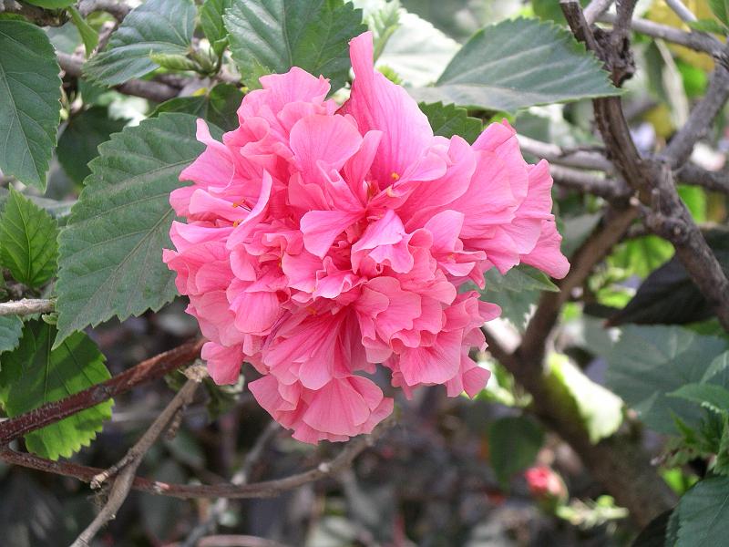 Andalusie 2008 049.jpg